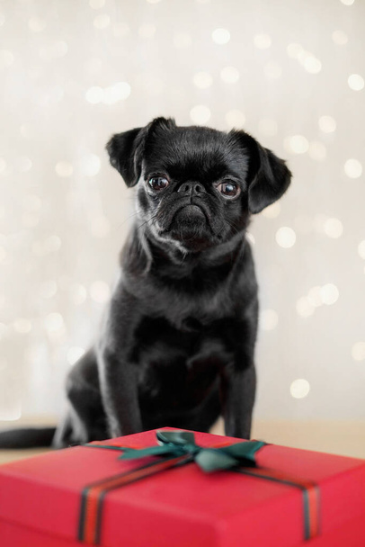 Black puppy dog in red santa hat at christmas bokeh background - Фото, зображення