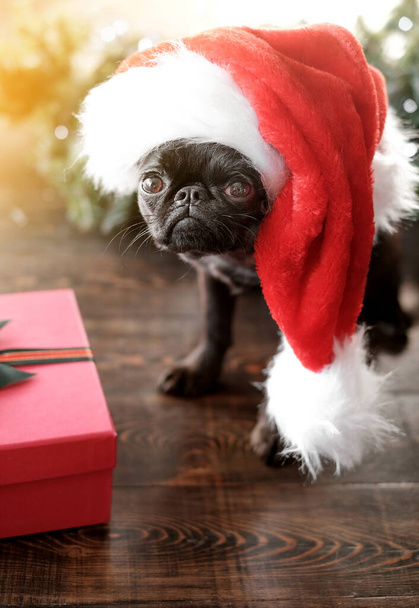 Black puppy dog in red santa hat at christmas bokeh background - Zdjęcie, obraz