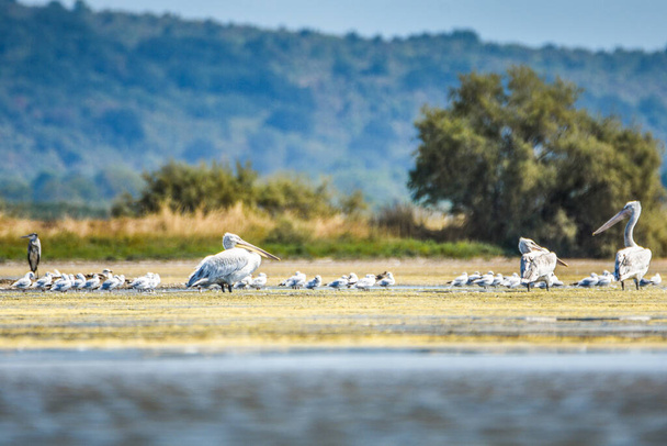 Dalmatie pelikaan, Pelecanus crispus, is de grootste pelikaan ter wereld en is uiterst zeldzaam. Zogajsko meer in Montenegro. - Foto, afbeelding