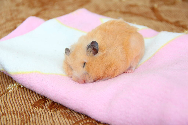 Bonito hamster sírio dorme em um cobertor rosa - Foto, Imagem