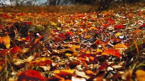 Alfombra increíble de hojas de colores en el suelo durante la temporada de otoño - Metraje, vídeo