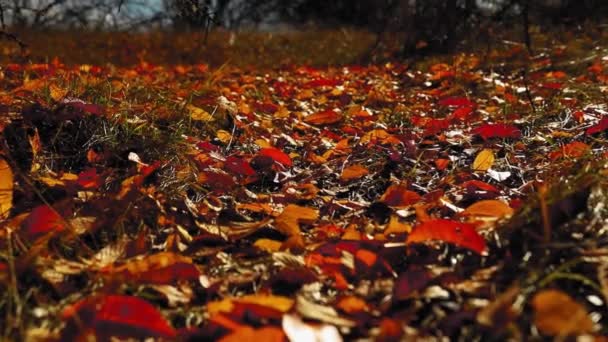 Удивительный ковер из разноцветных листьев на земле в осенний сезон - Кадры, видео