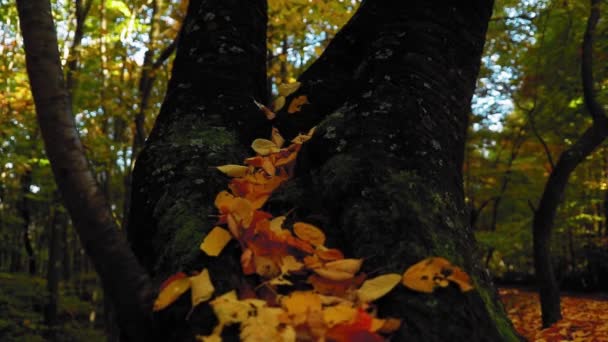 Boomstam met kleurrijke bladeren in het bos tijdens het najaar - Video