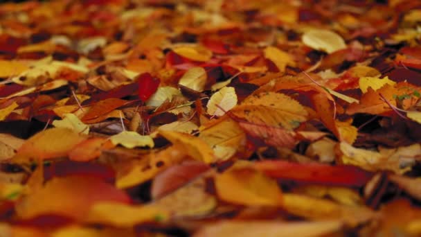 Incroyable tapis de feuilles colorées sur le sol pendant la saison d'automne - Séquence, vidéo
