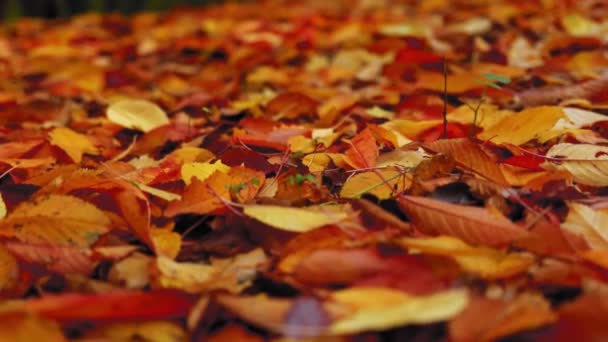 Καταπληκτικό χαλί από πολύχρωμα φύλλα στο έδαφος κατά τη διάρκεια της φθινοπωρινής περιόδου - Πλάνα, βίντεο