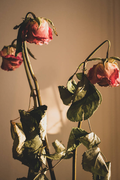 Dry red roses. Dead flowers, faded. Rose bouquet, close up. Dying love concept. Love memory. Sad love. Wilted rose flowers in sunlight. Romance background. Valentine day symbol.  - Foto, immagini