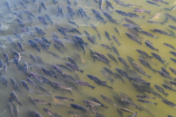 Teollisen kalanviljelyn. School of kala vedessä - Valokuva, kuva