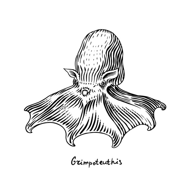Sea octopus. Grimpoteuthis. Engraved hand drawn in old sketch, vintage creature. Nautical or marine, monster. Animal in the ocean. Template for logos, labels and emblems. - Vector, Image
