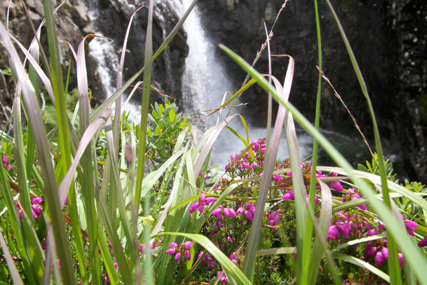 άποψη του καταρράκτη που σκιάζεται από το γρασίδι με μοβ χρωματιστά λουλούδια εν όψει.  - Φωτογραφία, εικόνα