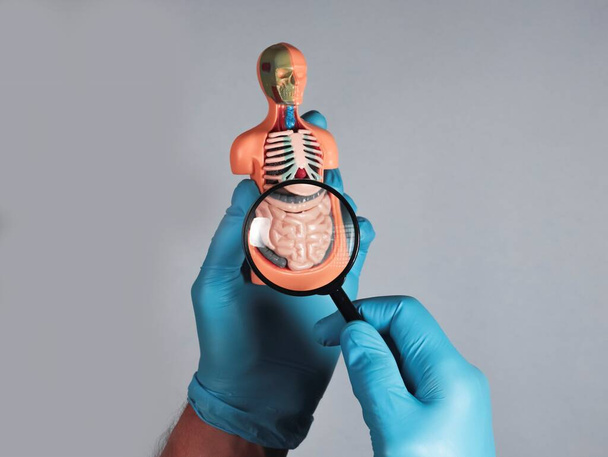 Doctor hand studying and magnifying intestine 3d model. Concept of digestive disease - Fotoğraf, Görsel