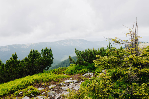Näkymä vuoren huipulta puiden läpi vuorille - Valokuva, kuva