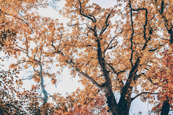 Albero autunnale dorato e cielo blu. Giorno d'autunno. Le foglie dell'albero diventarono gialle. Gli alberi erano vestiti di giallo.. - Foto, immagini