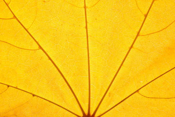 Macro foto de Autumn Foliage. Brillante textura de hoja de arce amarillo y dorado de cerca. - Foto, imagen