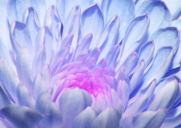 A Close up mooie bloem en bloemblaadjes voor de achtergrond - Foto, afbeelding