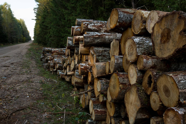 Houtstapels langs de bosweg. Bos dennen en sparren bomen. Houten stammen stapel, de houtkapindustrie. - Foto, afbeelding