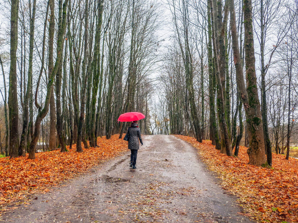 Selektiver Fokus. Herbstallee mit einer einsamen Frau, die unter einem roten Regenschirm vorwärts läuft. Blick von hinten. - Foto, Bild