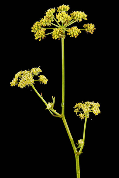 Суцвіття квітів любові, лат. Levisticum officinale, ізольовано на чорному тлі
 - Фото, зображення