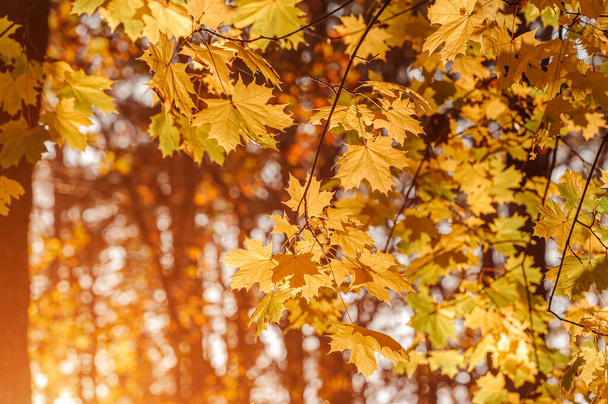 Autumn leaves of maple tree on blurred nature background. Shallow focus. Fall sun bokeh. - Foto, Imagem