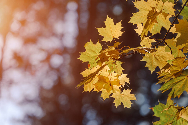 Autumn leaves of maple tree on blurred nature background. Shallow focus. Fall sun bokeh. - Foto, Bild