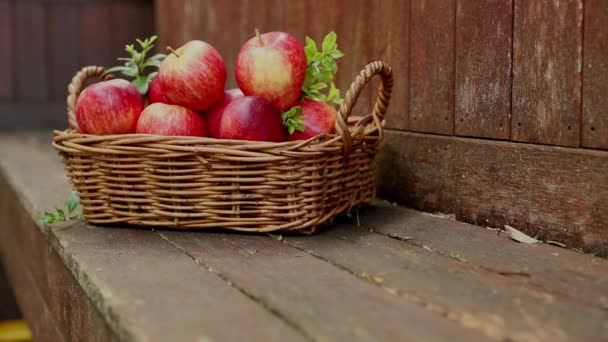 punaiset ja keltaiset tuoreet omenat luonnontaustalla ulkona, terveellinen syöminen, syksyn sato, viljely - Materiaali, video