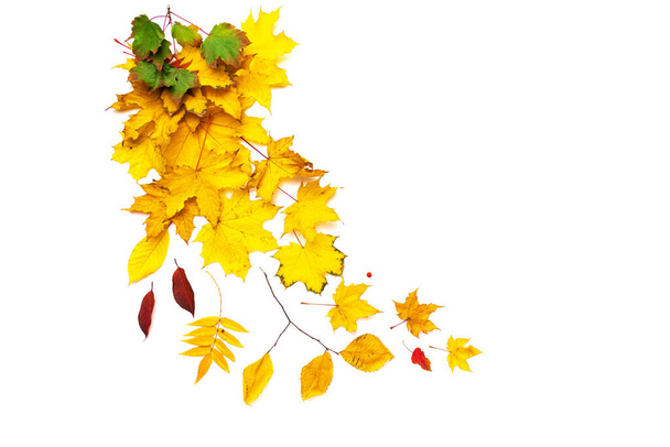 A lot of yellow autumn leaves of different tree species on a white background. isolated, place for text. - Valokuva, kuva