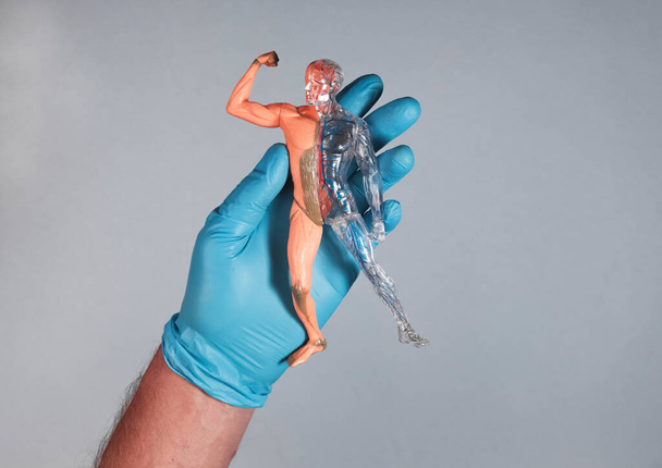 Muscular and circulatory systems of human body model in medical hand - 写真・画像