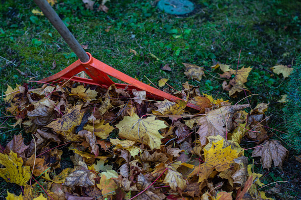 Rastrillar hojas doradas en otoño. - Foto, Imagen