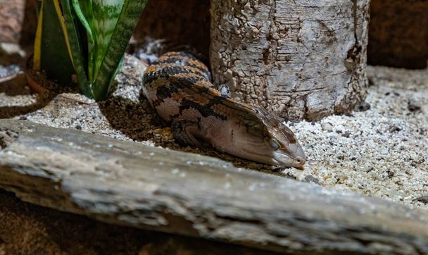 A picture of a Blue-Tongued Skink at the Krakow Zoo. - Photo, Image