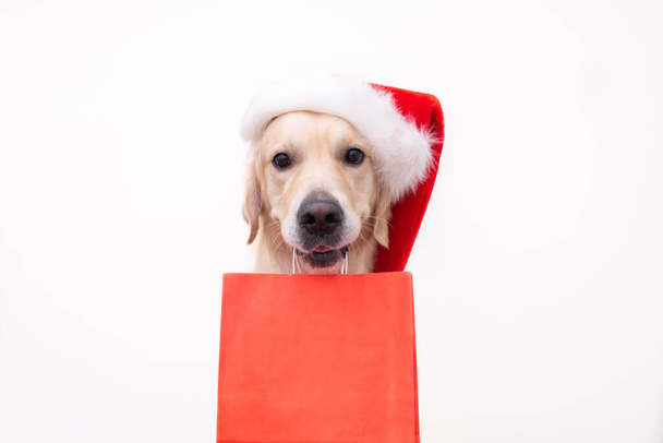 Ein Hund mit Weihnachtsmannmütze hält eine rote Einkaufstasche in den Zähnen. Weihnachtsverkauf oder Geschenkkauf. - Foto, Bild