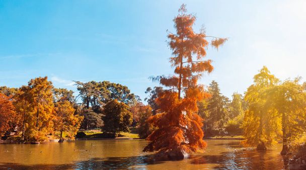 Teich in einem Park im Herbst mit goldenen Farben. Herbstliche Stimmung. Selektiver Fokus. - Foto, Bild