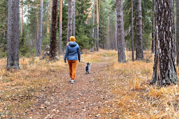 visão traseira da jovem mulher andando no caminho da floresta de outono com cão cinza fofo, andando cão no outono pet amor amizade - Foto, Imagem