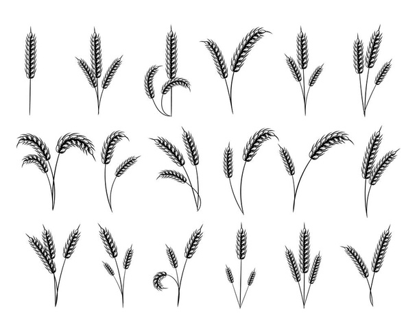 illust, pegatinas, conjunto de iconos de espigas de trigo sobre un fondo blanco, diseño para la producción de panadería - Vector, imagen