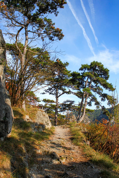 松林の中の素晴らしい牧歌的なハイキングコース。カラフルな秋の風景。ハイキングのための美しい場所。屋外と自然の概念。オーストリア. - 写真・画像