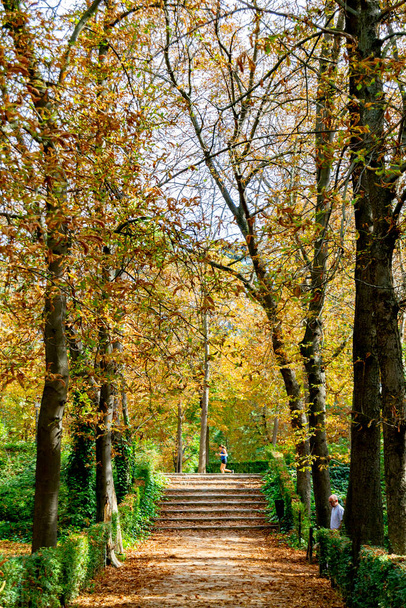Podzimní krajina s oranžovou, hnědou a žlutou barvou ve větvích stromů a cestou plnou listí v Parque del Retiro v Madridu, ve Španělsku. Evropa. Vertikální fotografie. - Fotografie, Obrázek