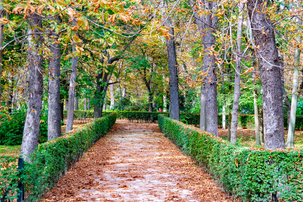 Autumn landscape with orange, brown and yellow colors in the branches of the trees and by the path full of leaves in Parque del Retiro in Madrid, in Spain. Europe. Horizontal photography. - Фото, зображення