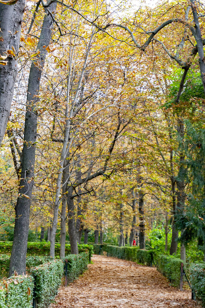 Paisagem de outono com cores laranja, marrom e amarelo nos galhos das árvores e pelo caminho cheio de folhas no Parque del Retiro em Madrid, na Espanha. A Europa. Fotografia vertical. - Foto, Imagem