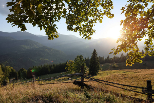 Morning sun shining through tree branches on pasture in mountains - Foto, afbeelding