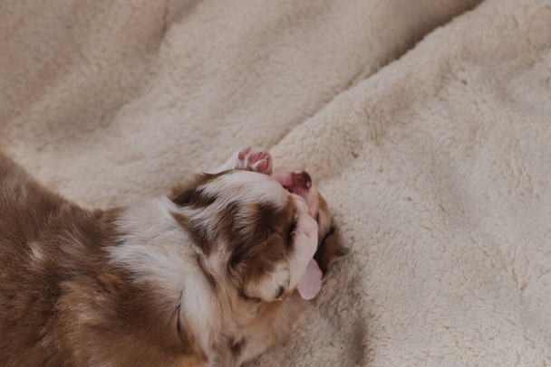 オーストラリアの羊飼いの赤いメルルの2匹の小さな子犬は、羊の毛の白いふわふわの柔らかい毛布で遊んで楽しんでいます。休日のカードのための美しいオージー犬。羊飼いの鐘. - 写真・画像