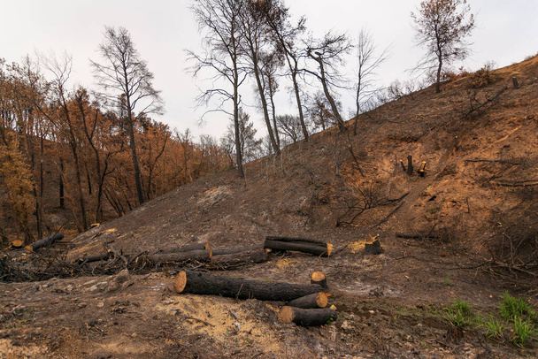 Bosque quemado en Ática, Grecia, después de los incendios forestales en el Monte Parnitha y los distritos de Varympompi y Tatoi, a principios de agosto de 2021. El bosque de robles ha sido completamente quemado.. - Foto, imagen