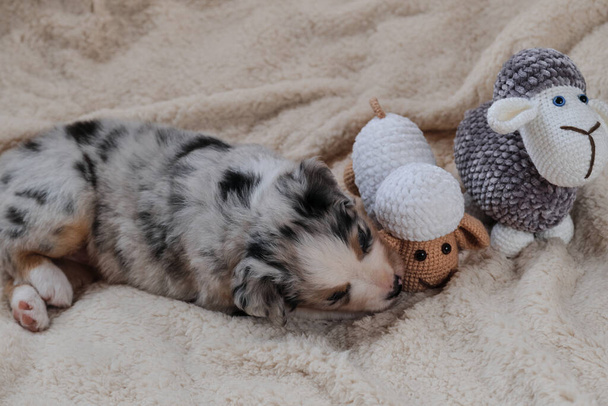 Australian Shepherd dog of gray spotted color lies on soft white blanket next to two handmade toy sheep amigurumi. Aussie blue Merle puppy is real shepherd. Dog bites sheep with its teeth. - Photo, Image