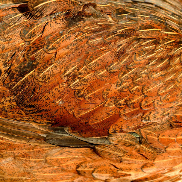 φτερό κοτόπουλου - Φωτογραφία, εικόνα