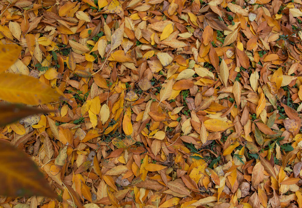 background of autumn leaves on the grass. There are yellow maple leaves on the grass. background for blog and article. Autumn leaves on the ground. Maple, red, yellow foliage, September, October, November, Indian summer. - Photo, Image