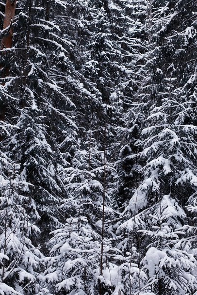 Lesní krajina. Vysoké stromy pod sněhovou pokrývkou. Lednový mrazivý den v parku. - Fotografie, Obrázek