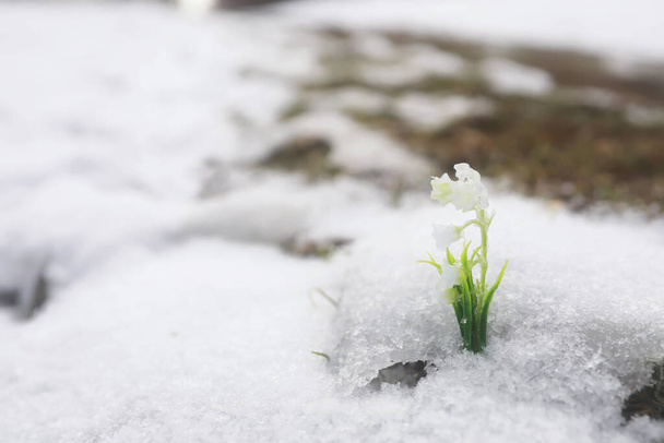 As primeiras flores da primavera. As gotas de neve na floresta crescem de neve. Lírio branco da flor do vale sob os primeiros raios do sol da primavera. - Foto, Imagem