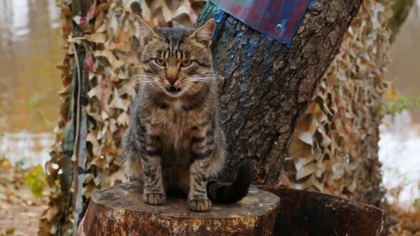 kotimainen tabby kissa nuolee huuliaan ja tarkkailee ympäröivää luontoa - Materiaali, video
