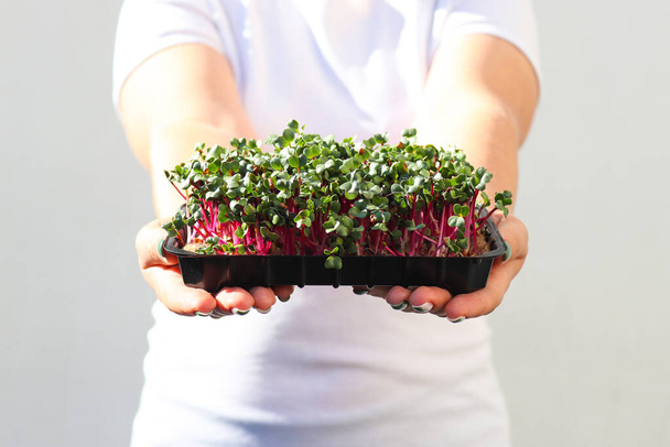 Female hands hold microgreen of red radish. Growing microgreens. Healthy food, vegan food dieting concept. - Foto, imagen