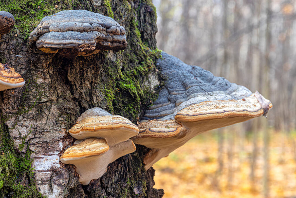 Family of perennial fungi-parasites of tinder on a dead birch trunk in a forest park zone - Photo, Image