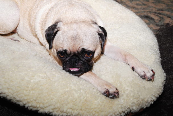 Молодой мопс, лежащий на маленькой собачьей кровати
 - Фото, изображение