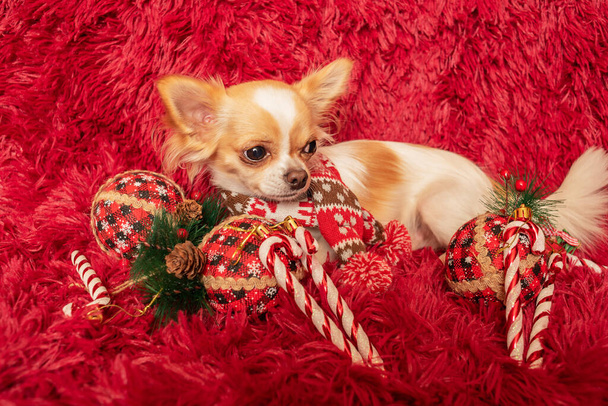 Pies biały długowłosy rasy Chihuahua na tle puszystej kraty i noworoczne zabawki. - Zdjęcie, obraz