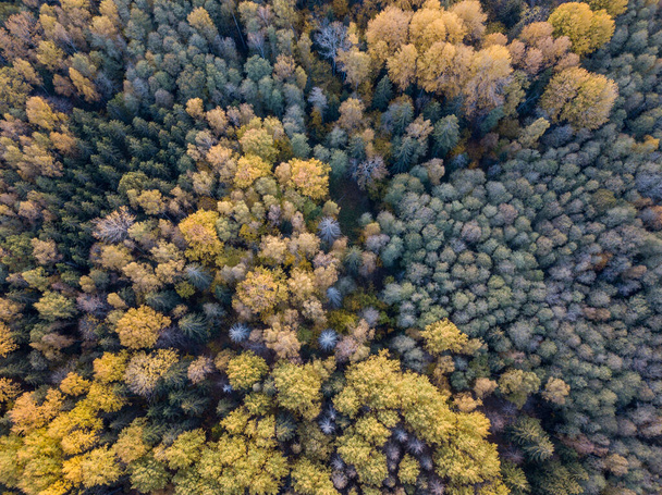 Herbst-Waldblick aus der Drohnen-Kamera. baumfarbene Blätter in abstraktem Muster - Foto, Bild
